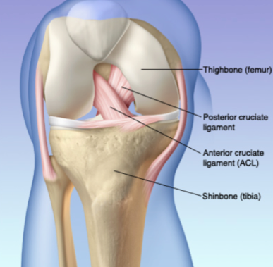 ligamentos - dr tallys campos